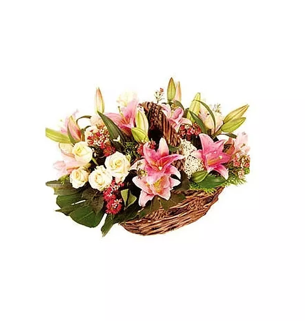 Ornamental Bright Sensation Flowering Selection