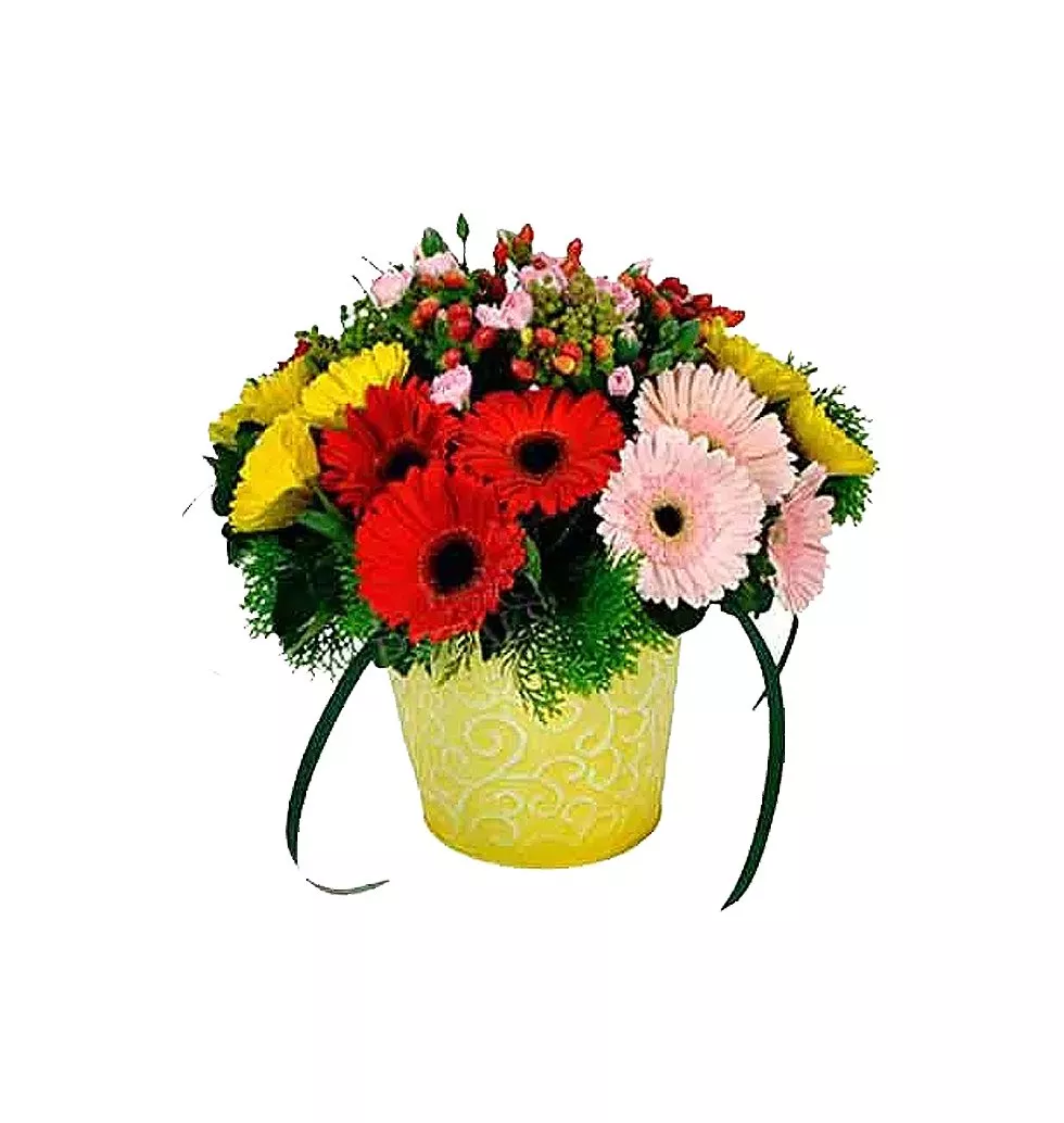 Fashionable Splash of Happiness Gerberas in a Pot