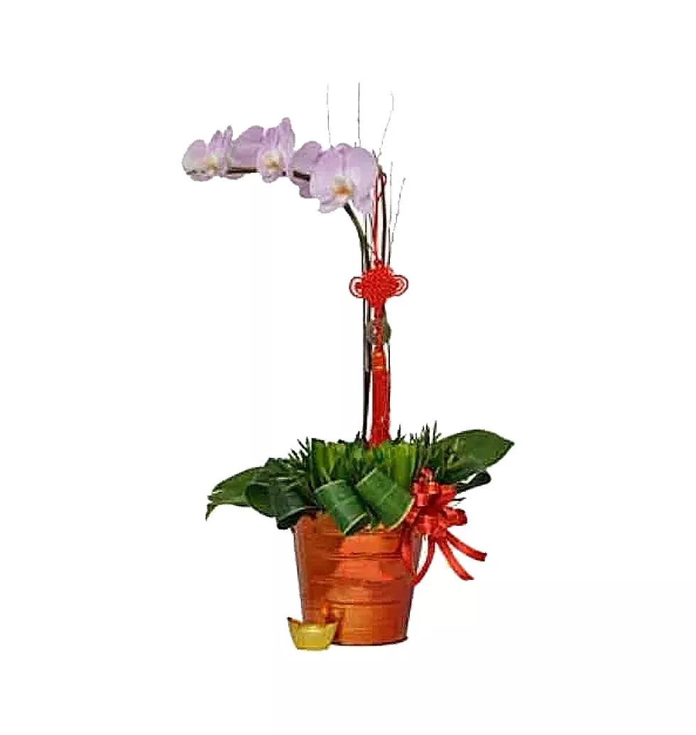Exotic Selection of Phalaenopsis Orchids in Luck Pot