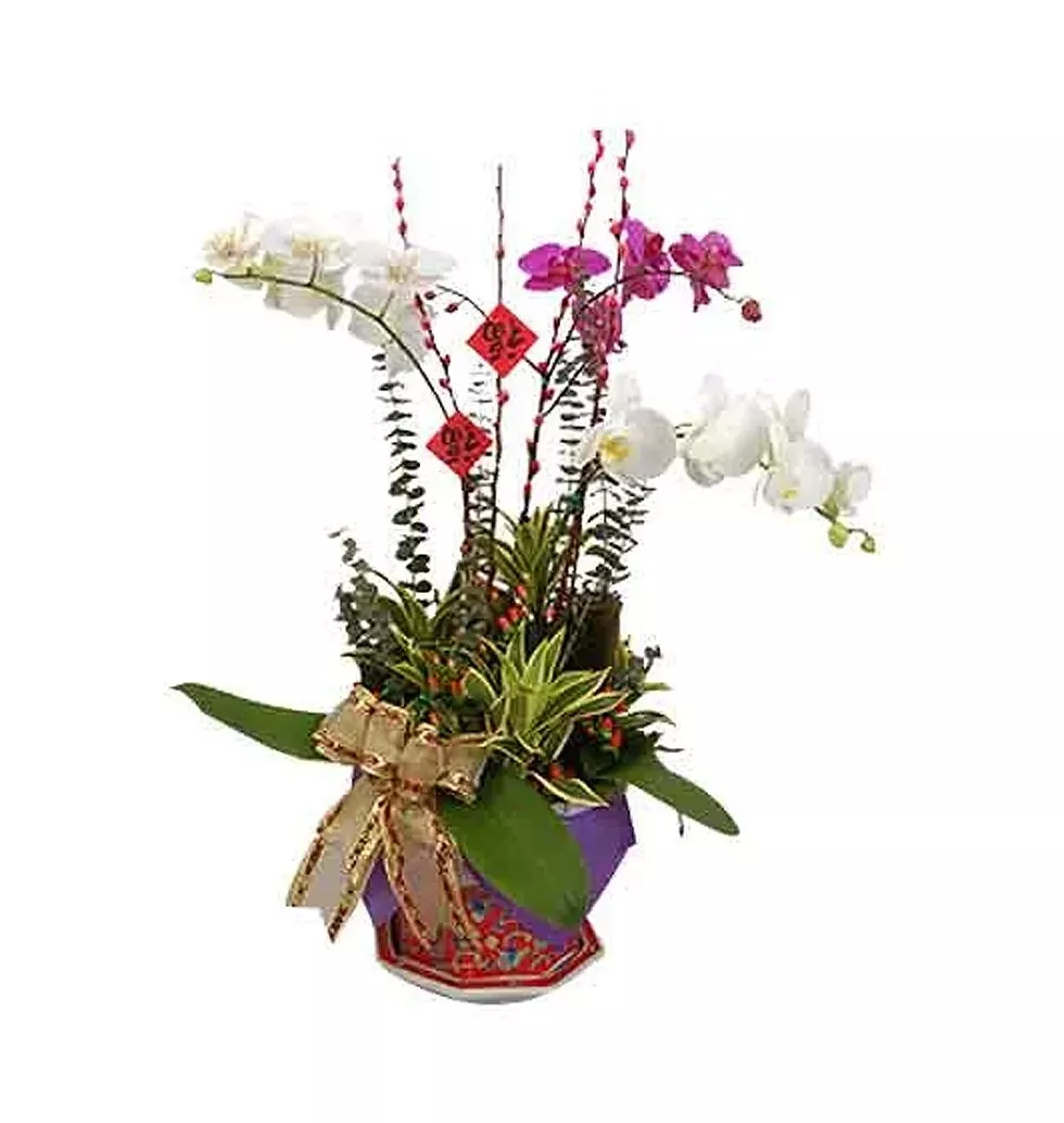 Silky Festive Gift of Phalaenopsis Orchids in Nyonya Porcelain Pot